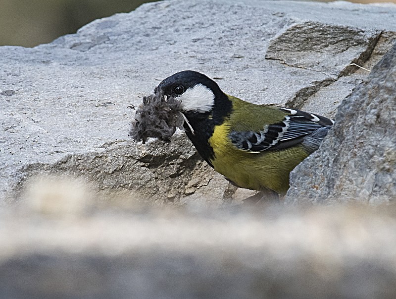 Mésange montagnarde - ML204152371