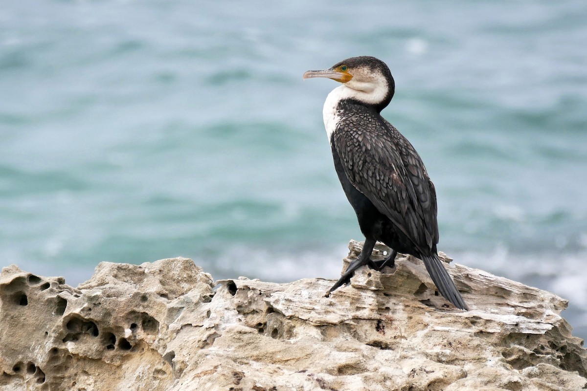 Great Cormorant (White-breasted) - Tom Heijnen