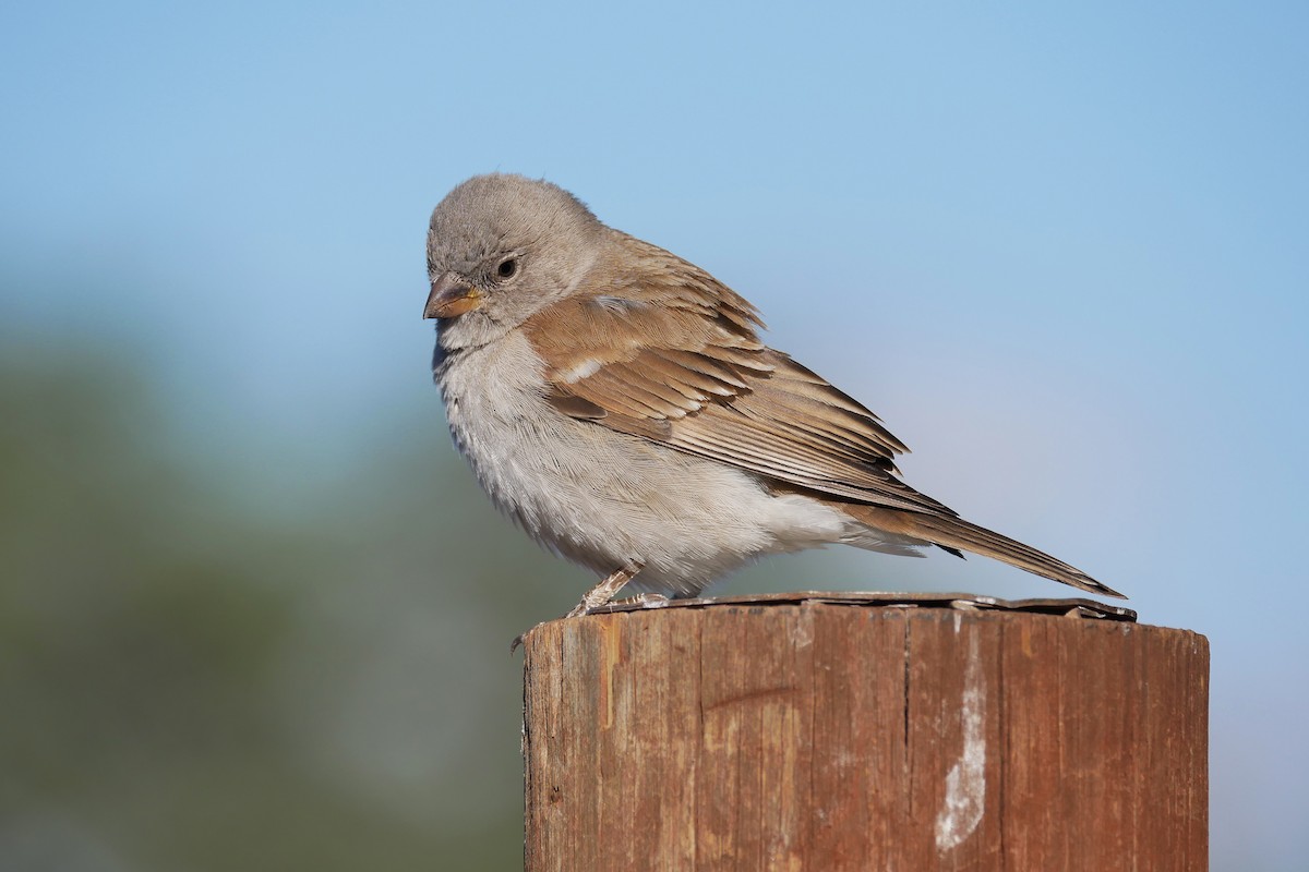 Southern Gray-headed Sparrow - Tom Heijnen