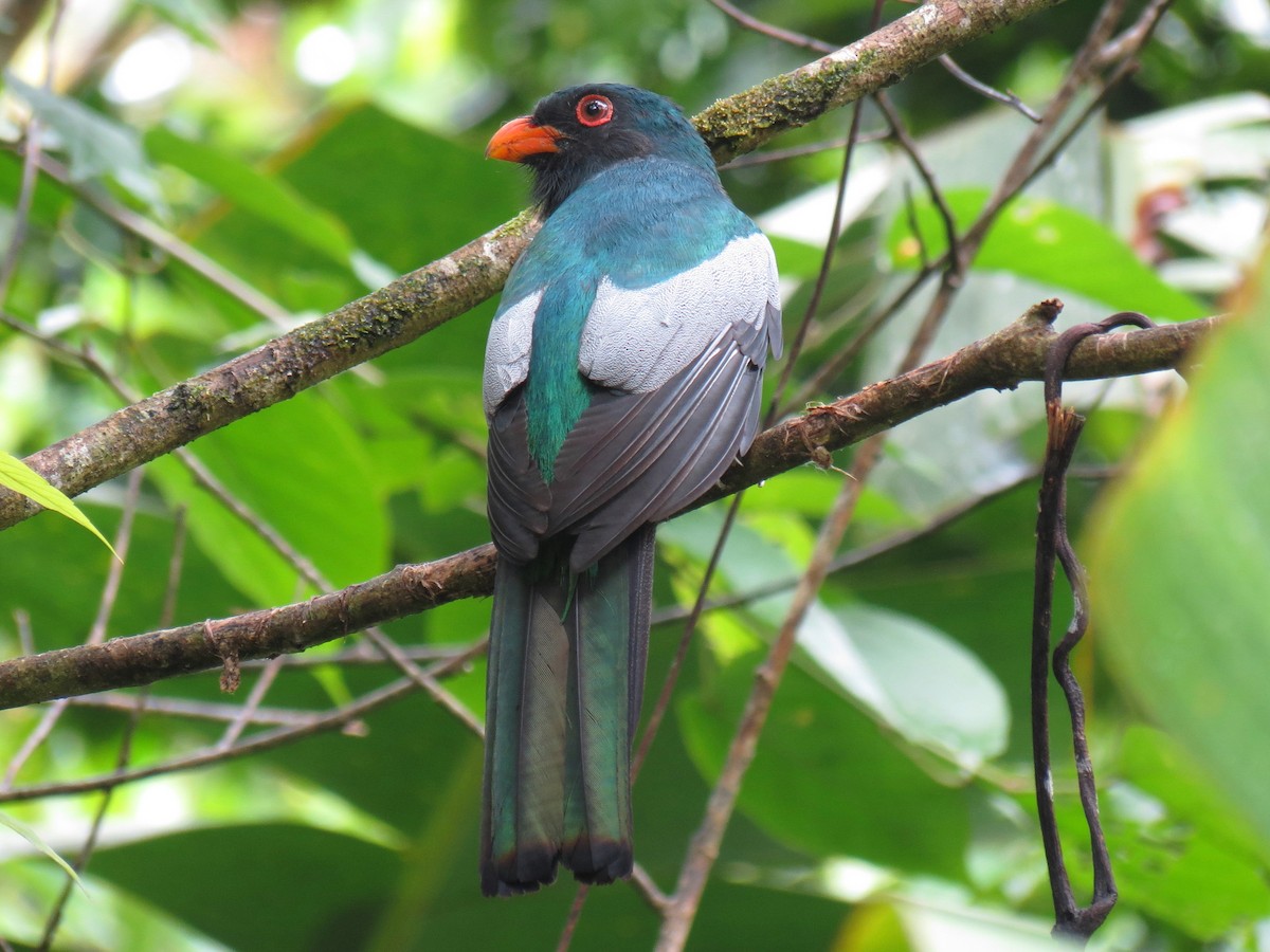 Slaty-tailed Trogon - ML204154701