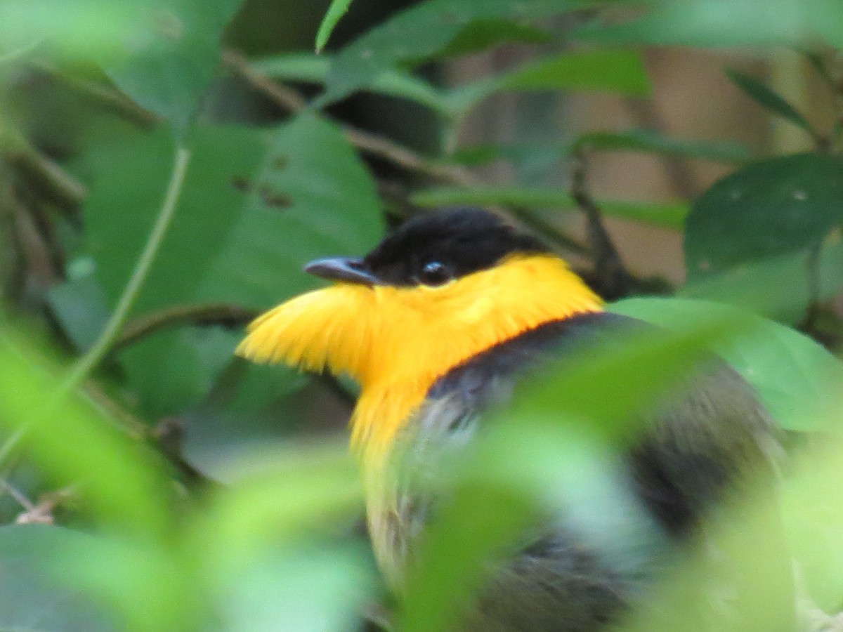 Golden-collared Manakin - Thore Noernberg