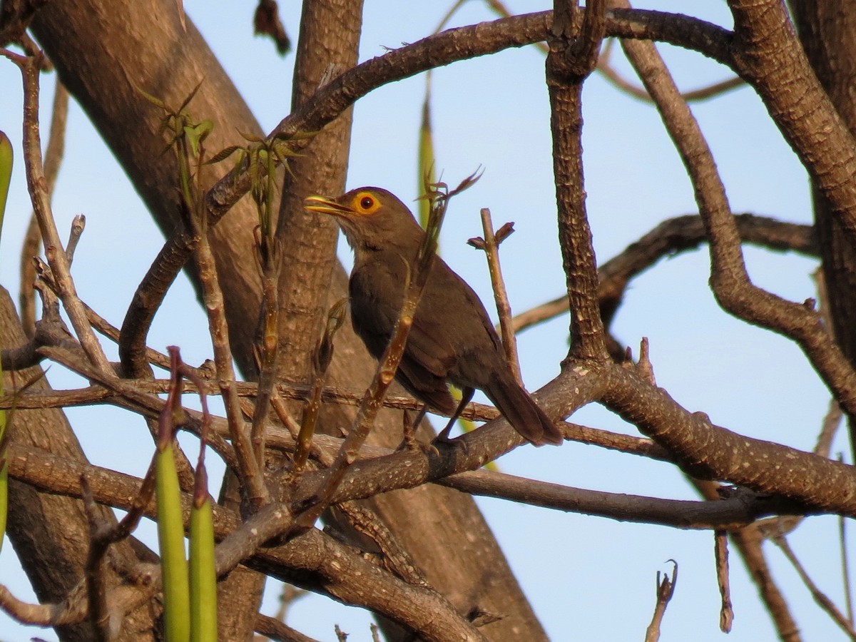 Spectacled Thrush - ML204154861