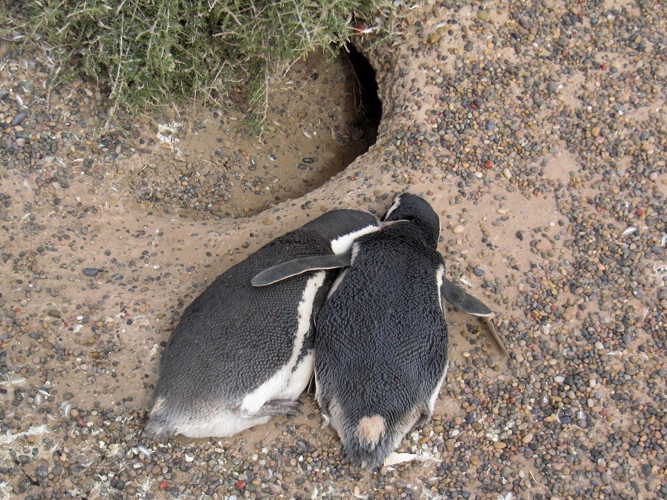 Magellanic Penguin - ML204154921