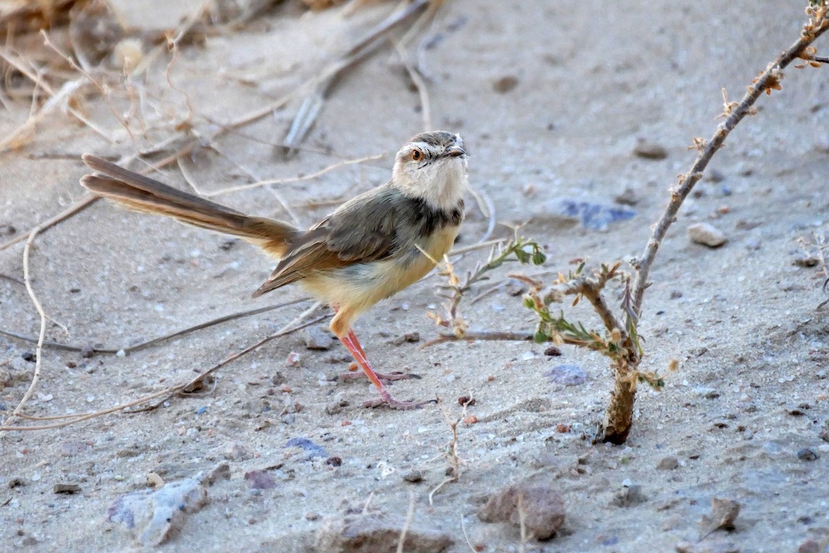 Black-chested Prinia - ML204155091