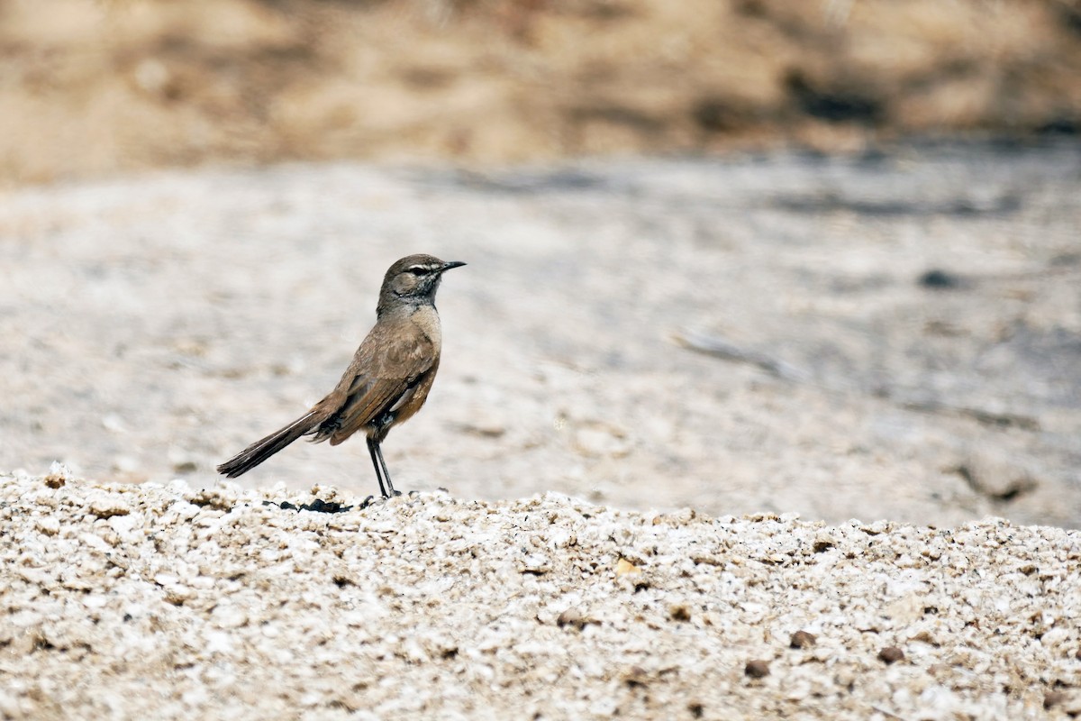 Karoo Scrub-Robin - ML204155231