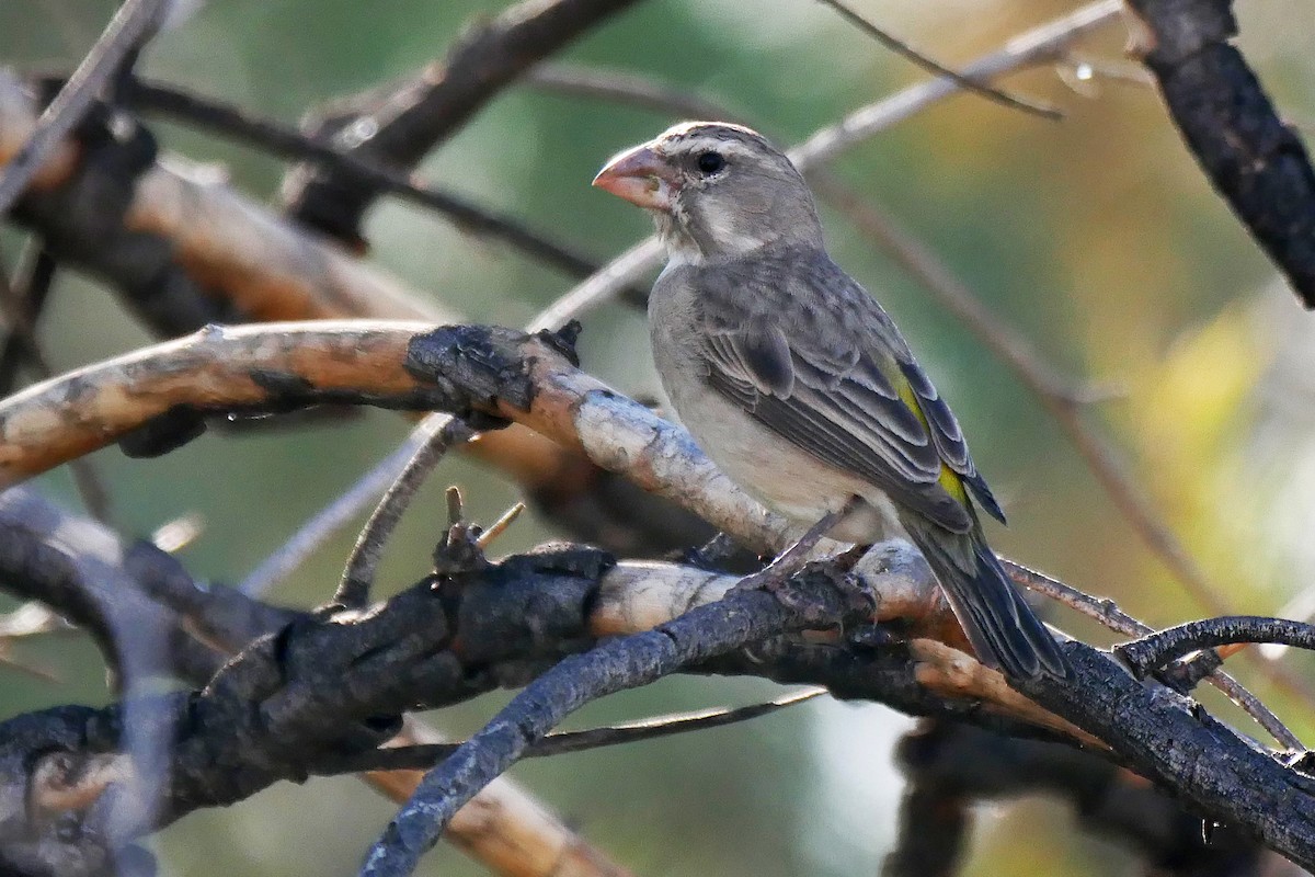 White-throated Canary - Tom Heijnen