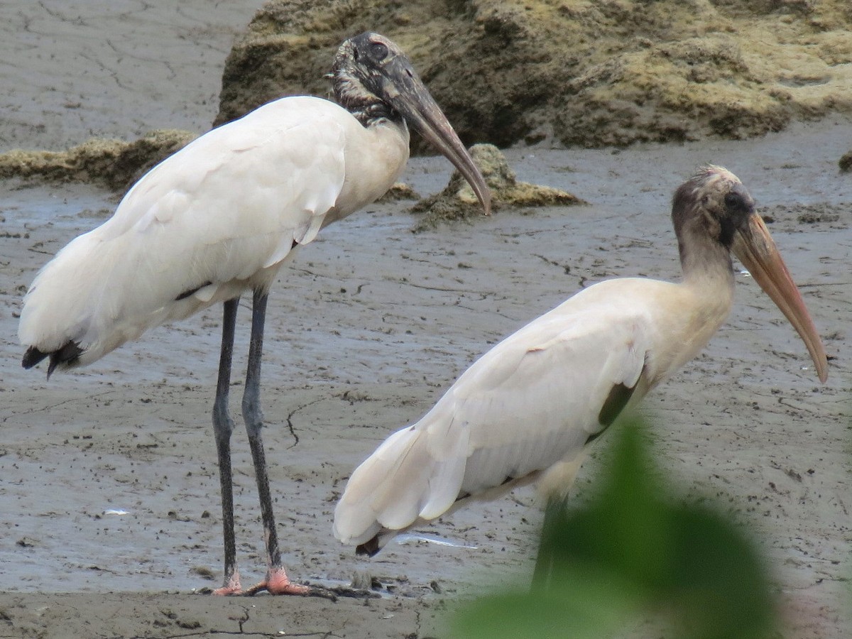 Wood Stork - ML204157061