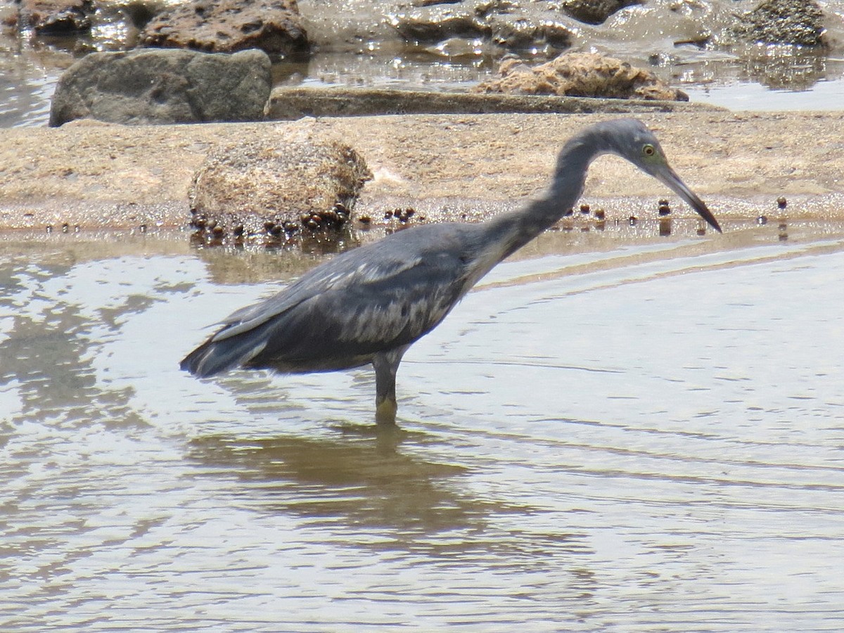 Tricolored Heron - ML204157101