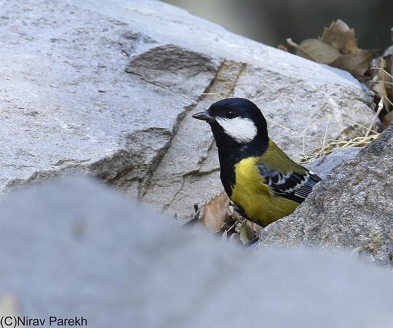 Green-backed Tit - ML204158601