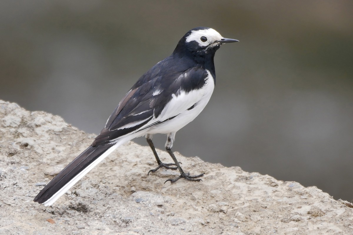 White Wagtail (Hodgson's) - Tom Heijnen