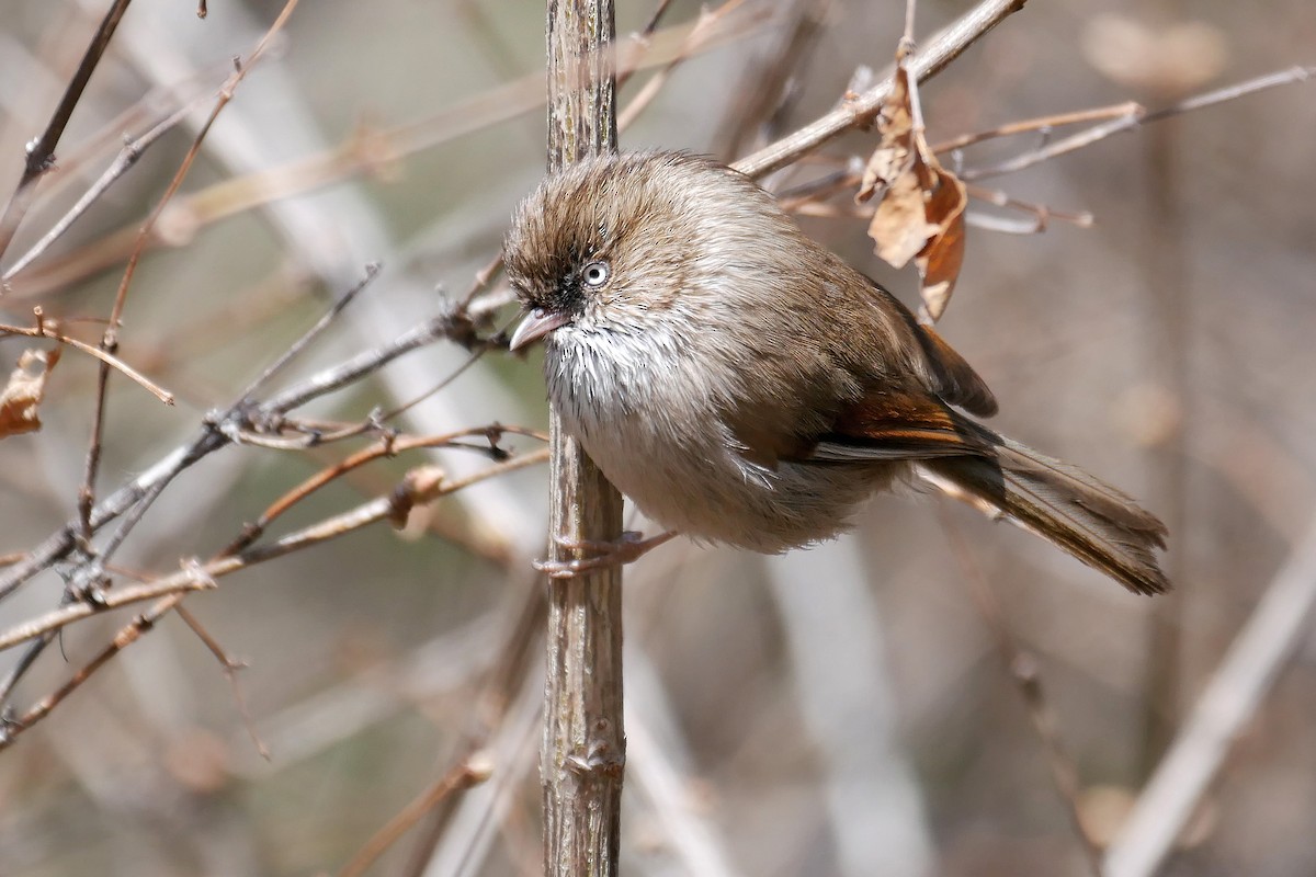 Chinese Fulvetta - Tom Heijnen