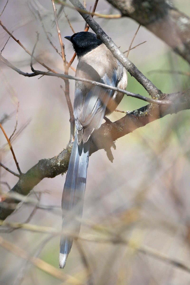 Azure-winged Magpie (Azure-winged) - Tom Heijnen