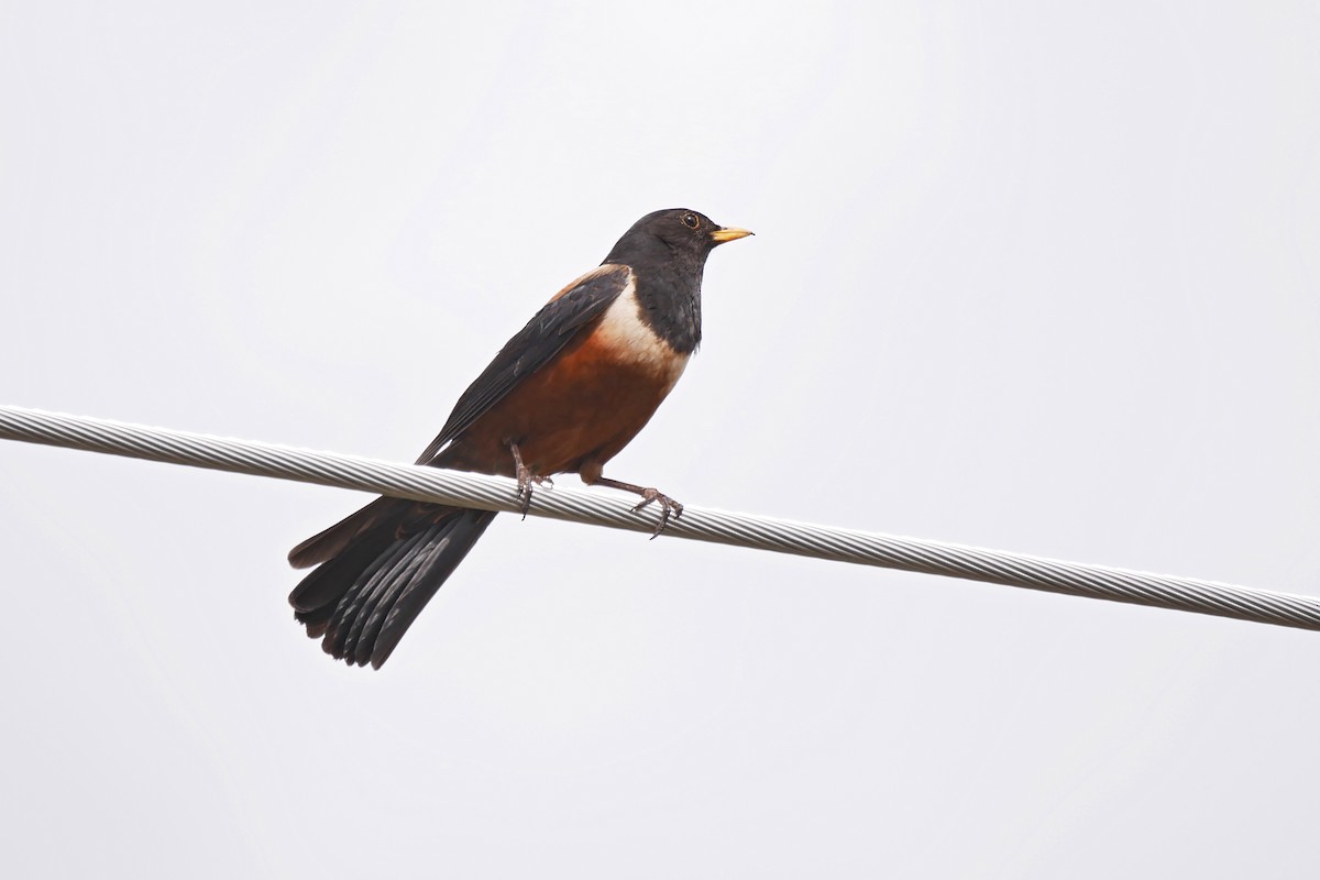 White-backed Thrush - ML204159501