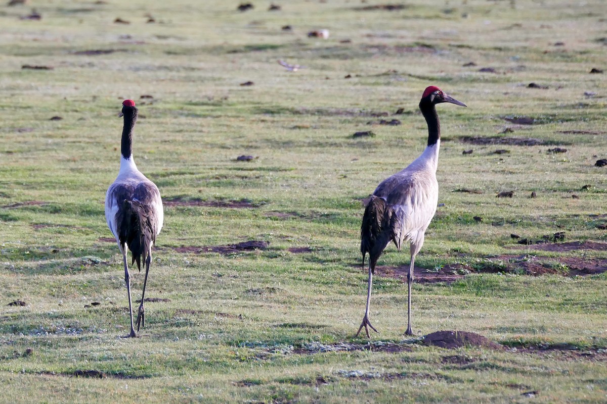 Black-necked Crane - Tom Heijnen