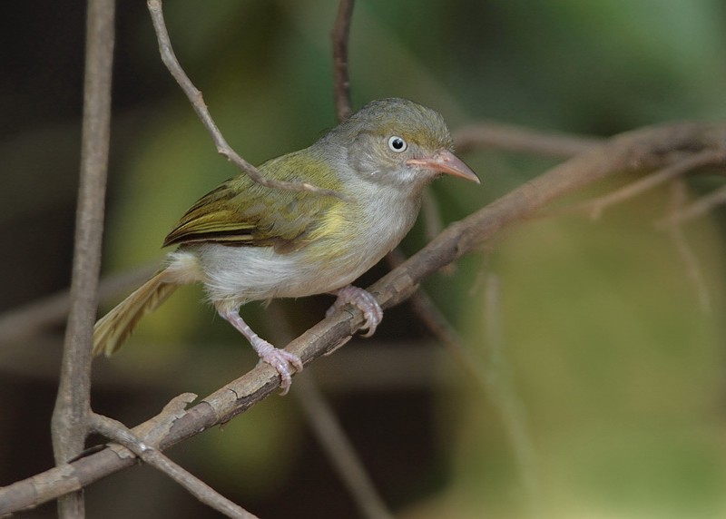 Gray-chested Greenlet - ML204160221