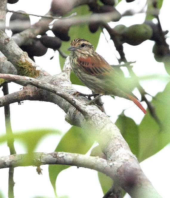 Rufous-tailed Xenops - Anselmo  d'Affonseca