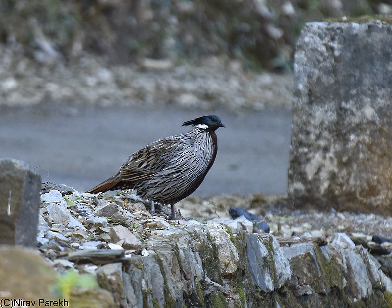 Koklass Pheasant - ML204160451