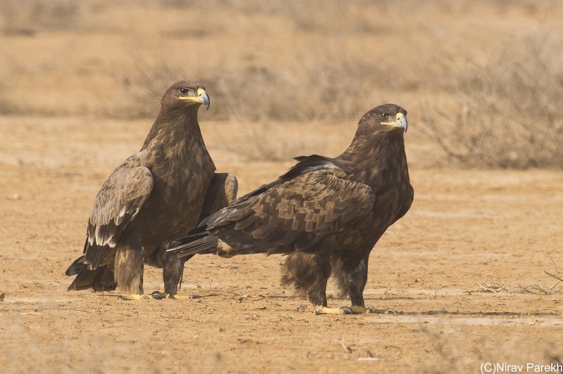 Steppe Eagle - jaysukh parekh Suman