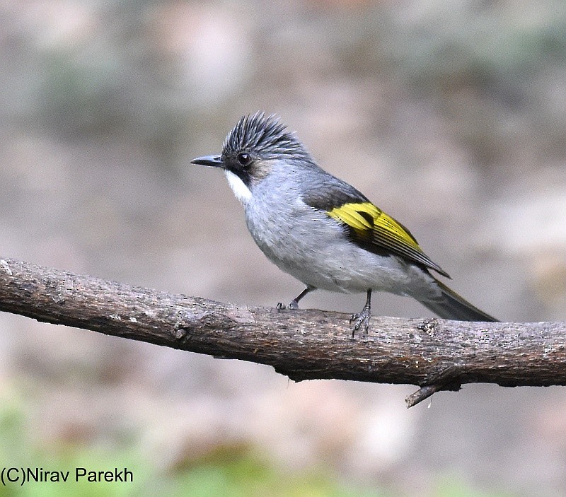 Ashy Bulbul (Ashy) - ML204160621