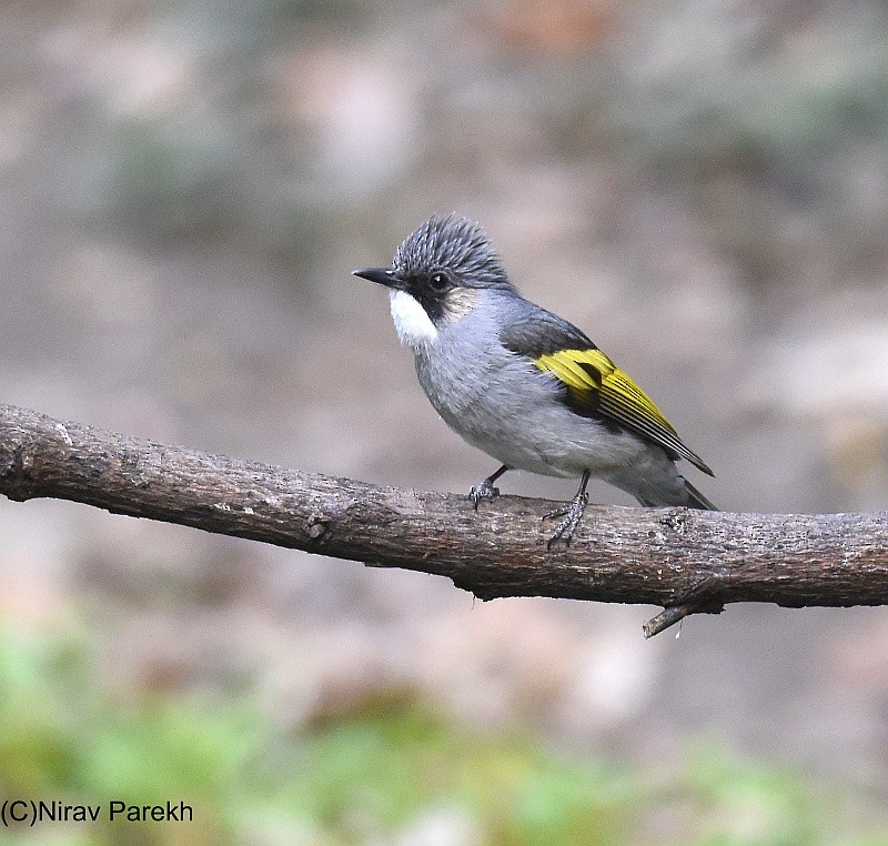 Ashy Bulbul (Ashy) - ML204160901