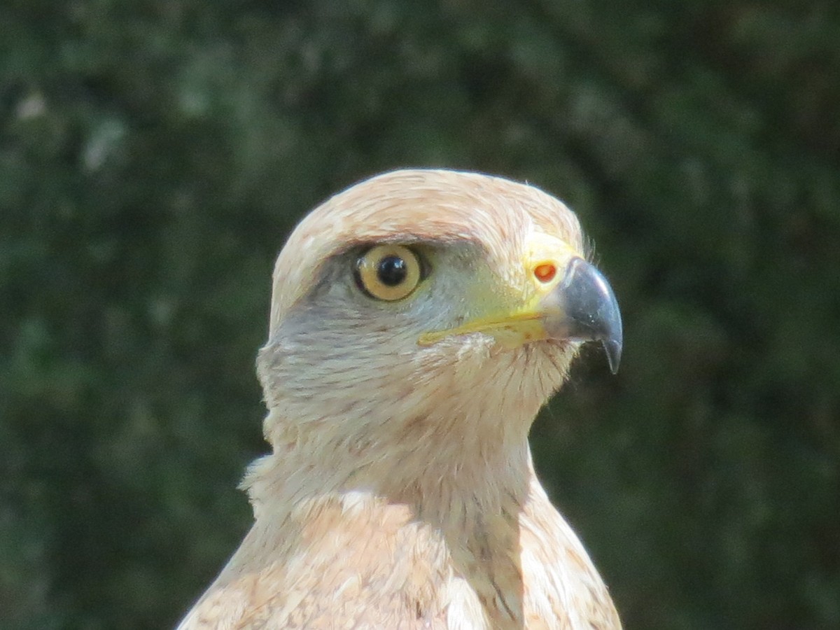 Savanna Hawk - ML204161011