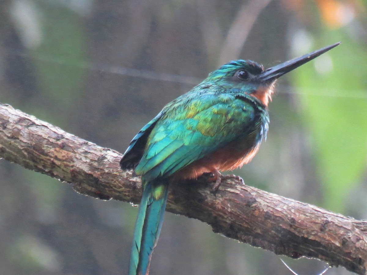 Green-tailed Jacamar - Thore Noernberg