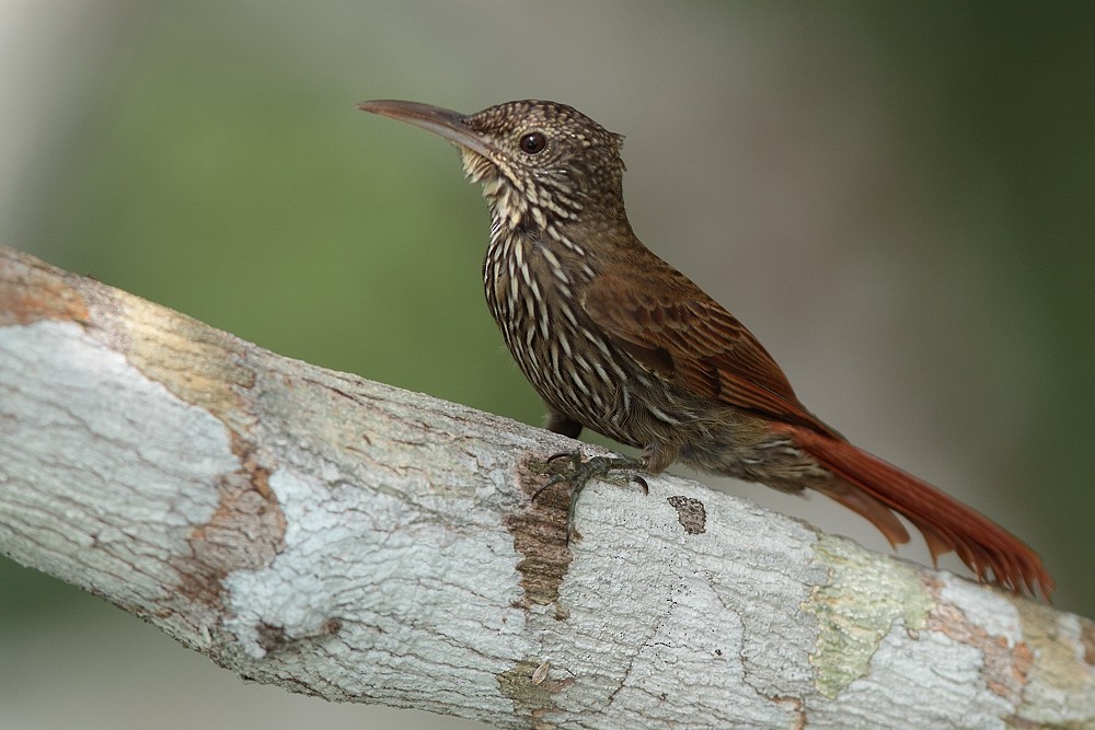 Guianan Woodcreeper - ML204162101