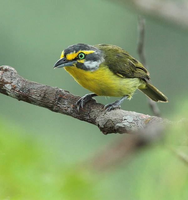 Slaty-capped Shrike-Vireo (Slaty-capped) - Anselmo  d'Affonseca