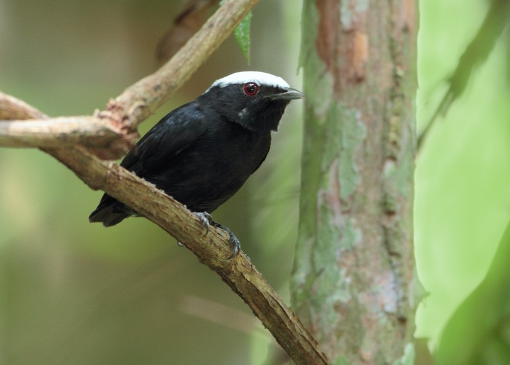 White-crowned Manakin - Anselmo  d'Affonseca