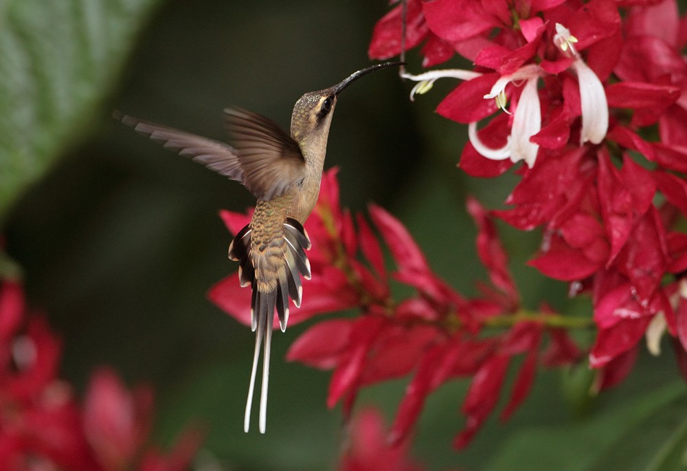 Длиннохвостый колибри-отшельник - ML204162261