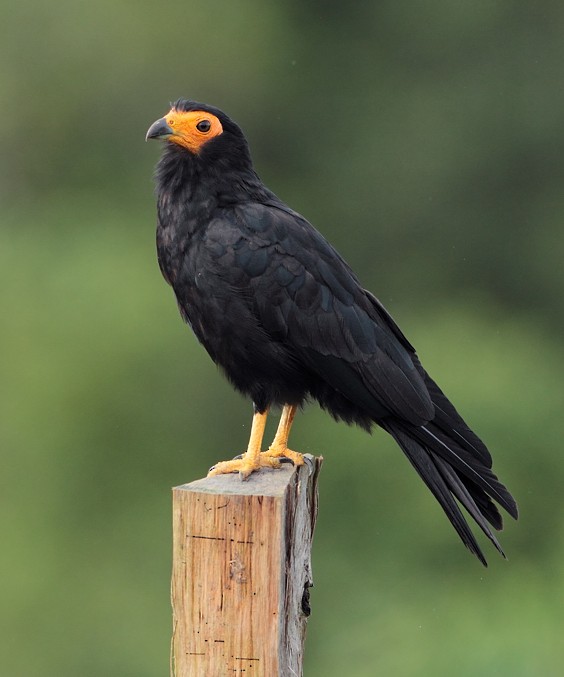 Black Caracara - ML204162351