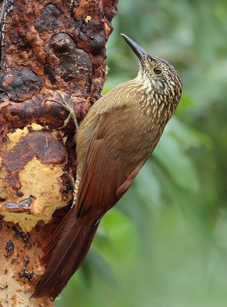 Planalto Woodcreeper - Anselmo  d'Affonseca