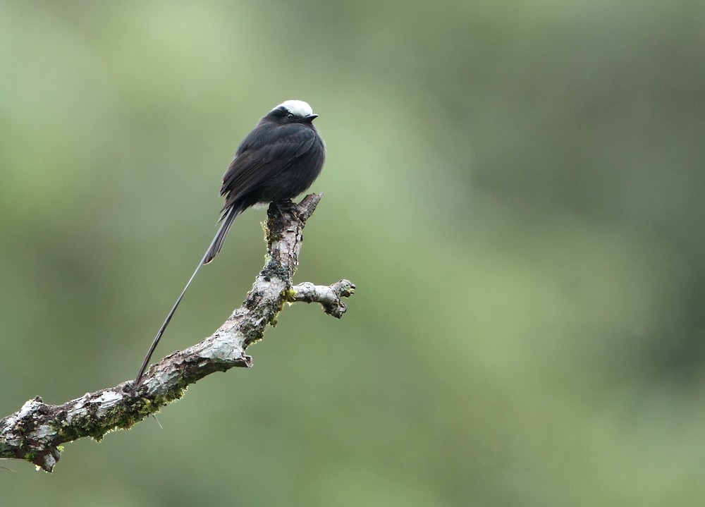 Long-tailed Tyrant - ML204162631
