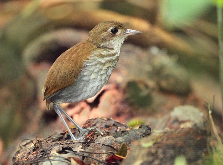 Thrush-like Antpitta - ML204162671