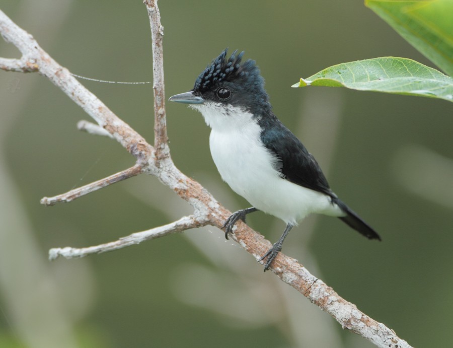 Glossy-backed Becard - ML204162721