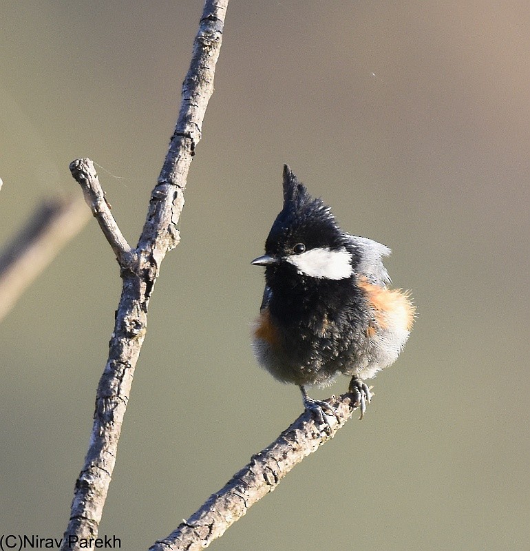 Coal Tit - jaysukh parekh Suman