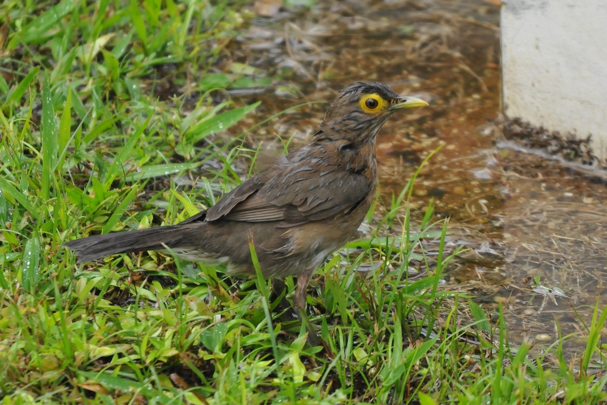 Spectacled Thrush - ML204163411