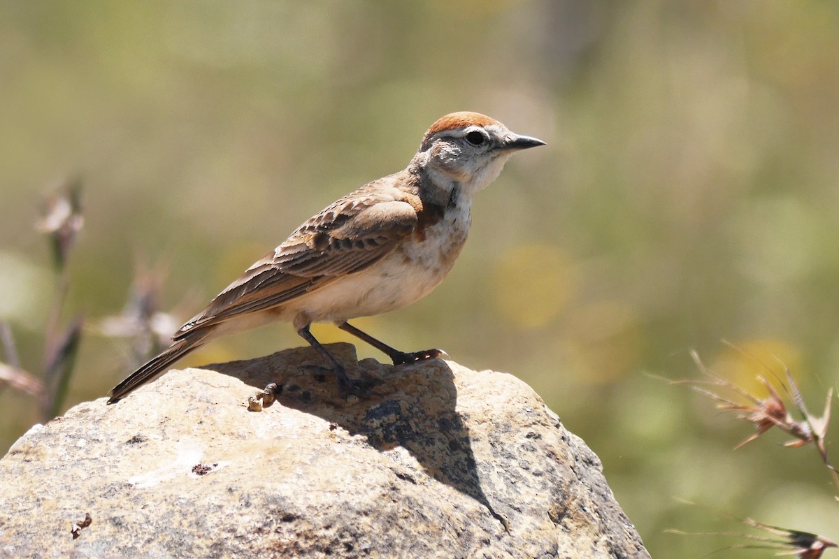 Red-capped Lark - ML204163581