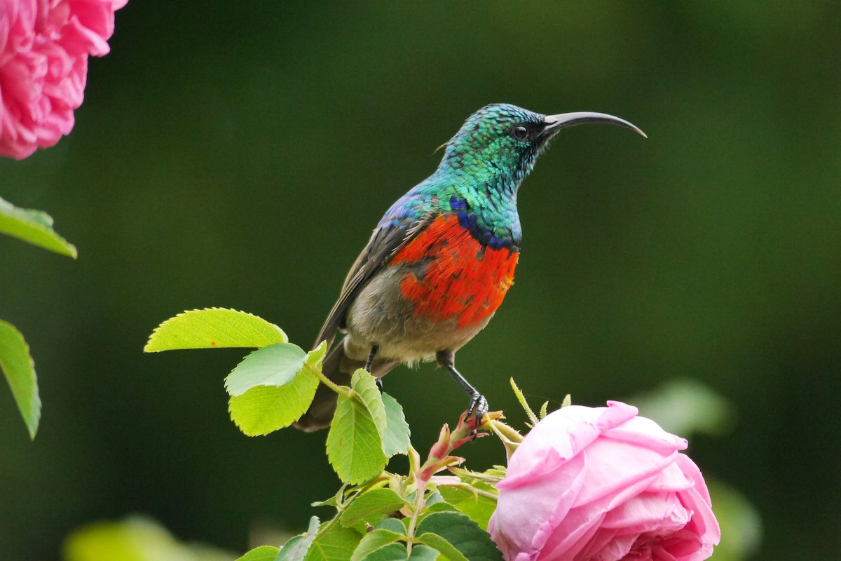Greater Double-collared Sunbird - ML204163621