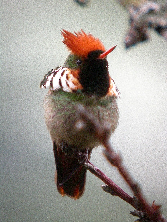 eBird Checklist - 23 Sep 2009 - Itatiaia - 1 species