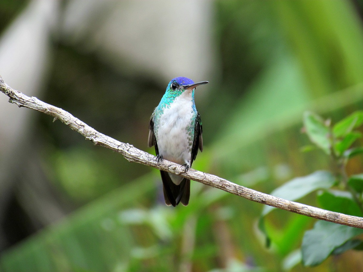 Andean Emerald - ML204164161