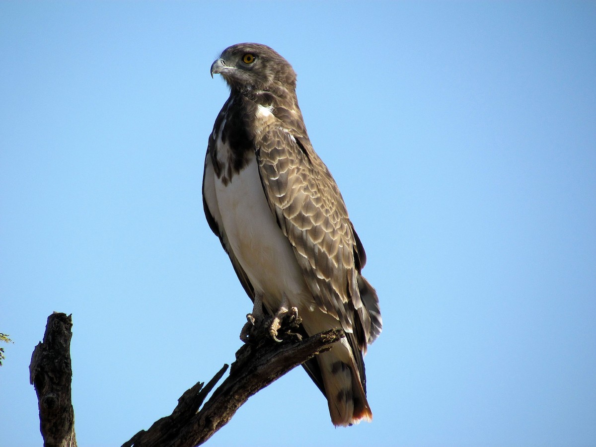 Black-chested Snake-Eagle - ML204164241