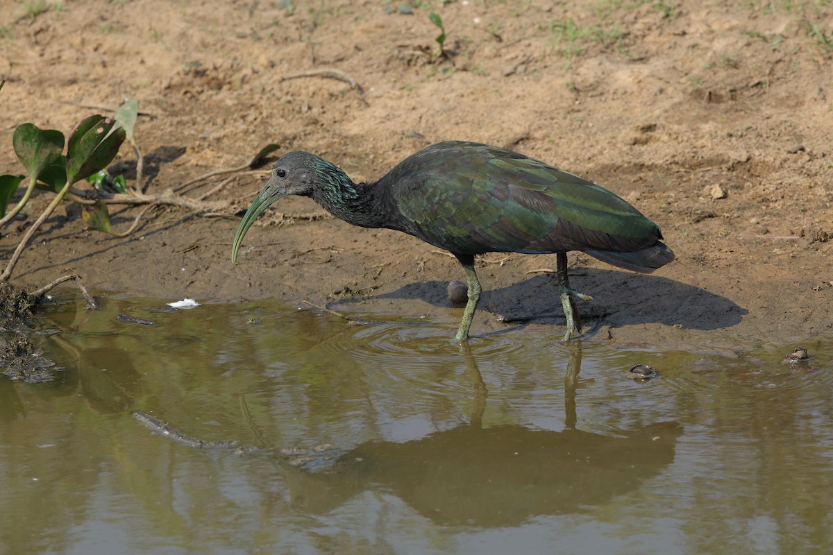 ibis zelený - ML204165591