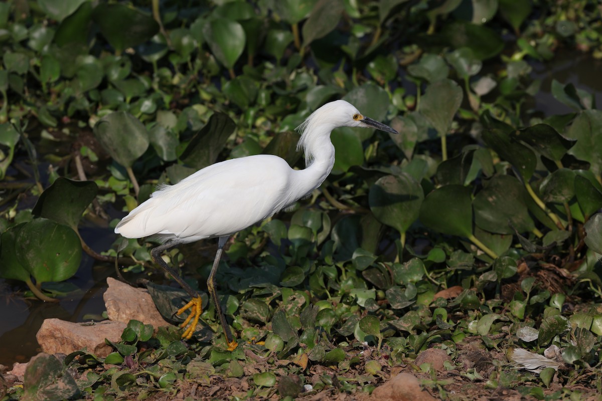 Snowy Egret - ML204165631