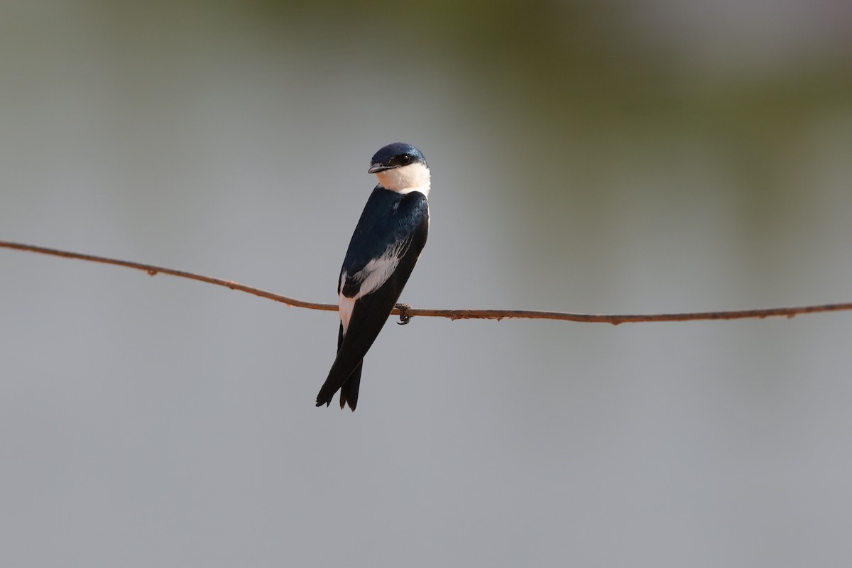 Golondrina Aliblanca - ML204165651