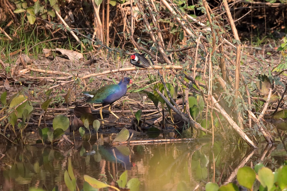 Purple Gallinule - ML204165741