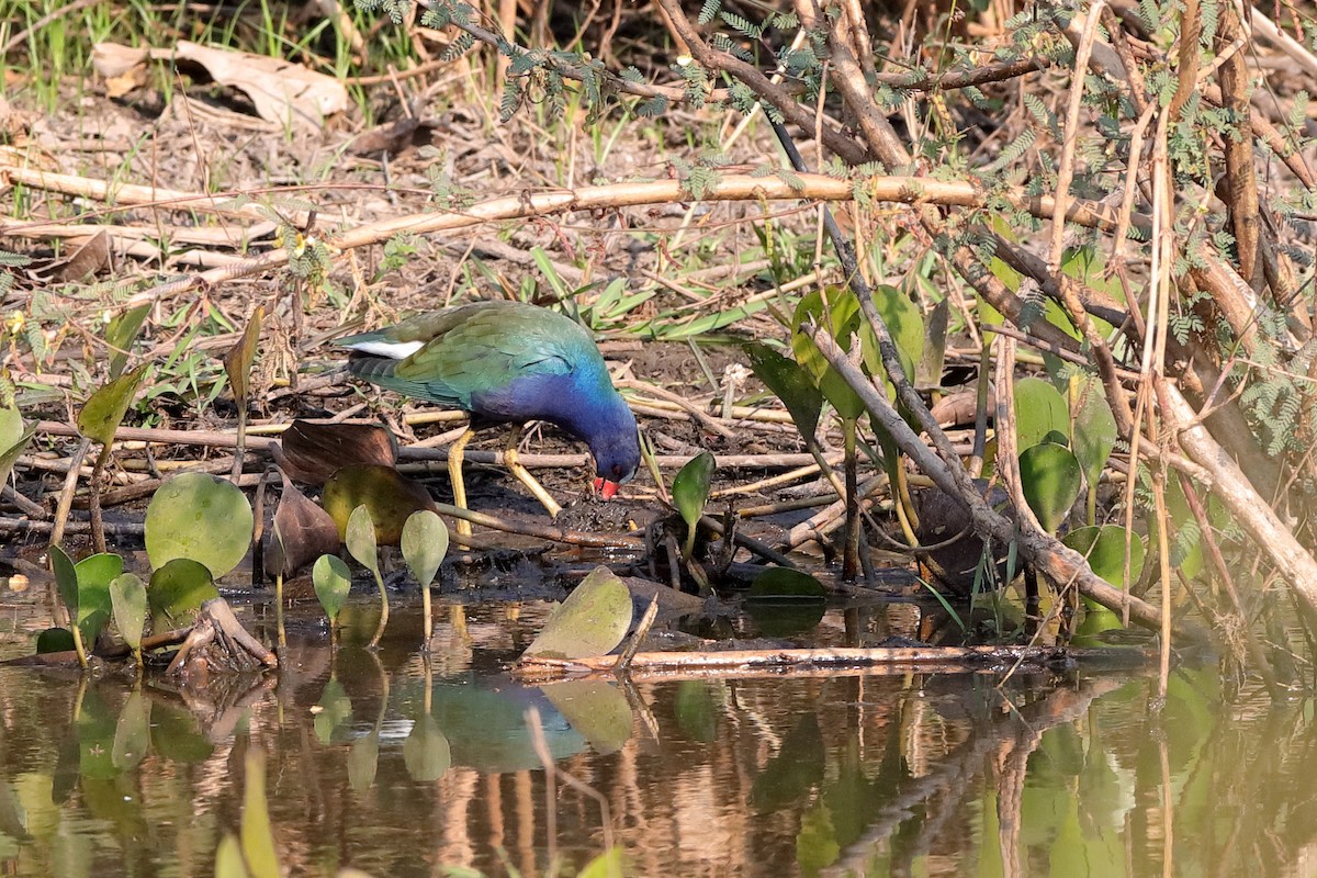 Purple Gallinule - Holger Teichmann