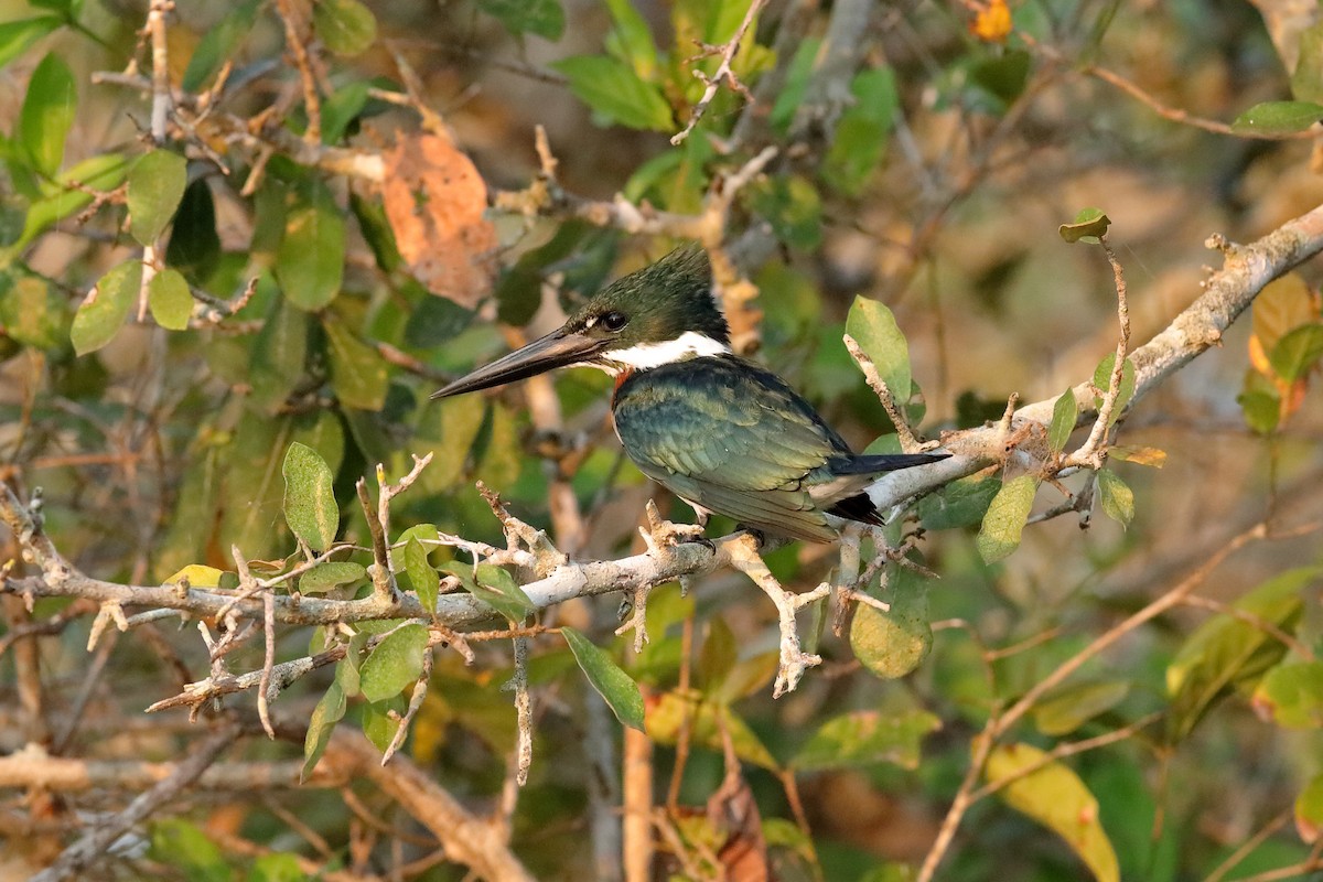 Green Kingfisher - ML204165781