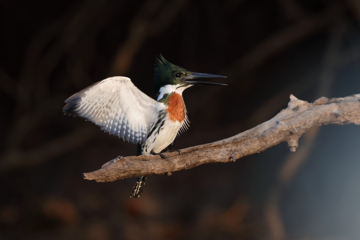 Green Kingfisher - ML204165791