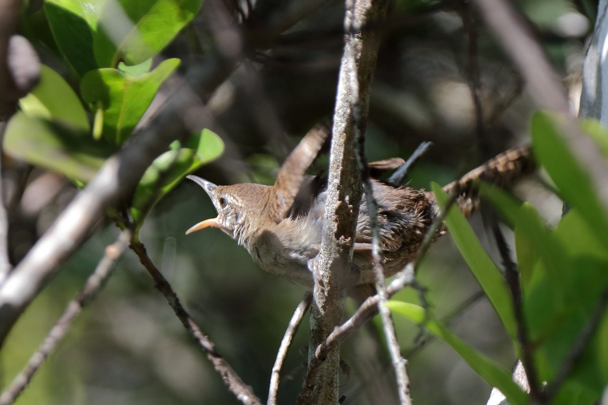 Zapata Wren - ML204166101